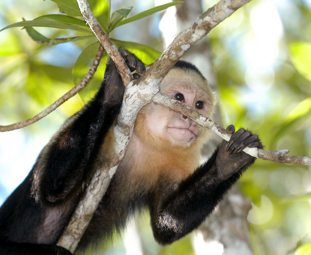"White-Faced" or Capuchin Monkey