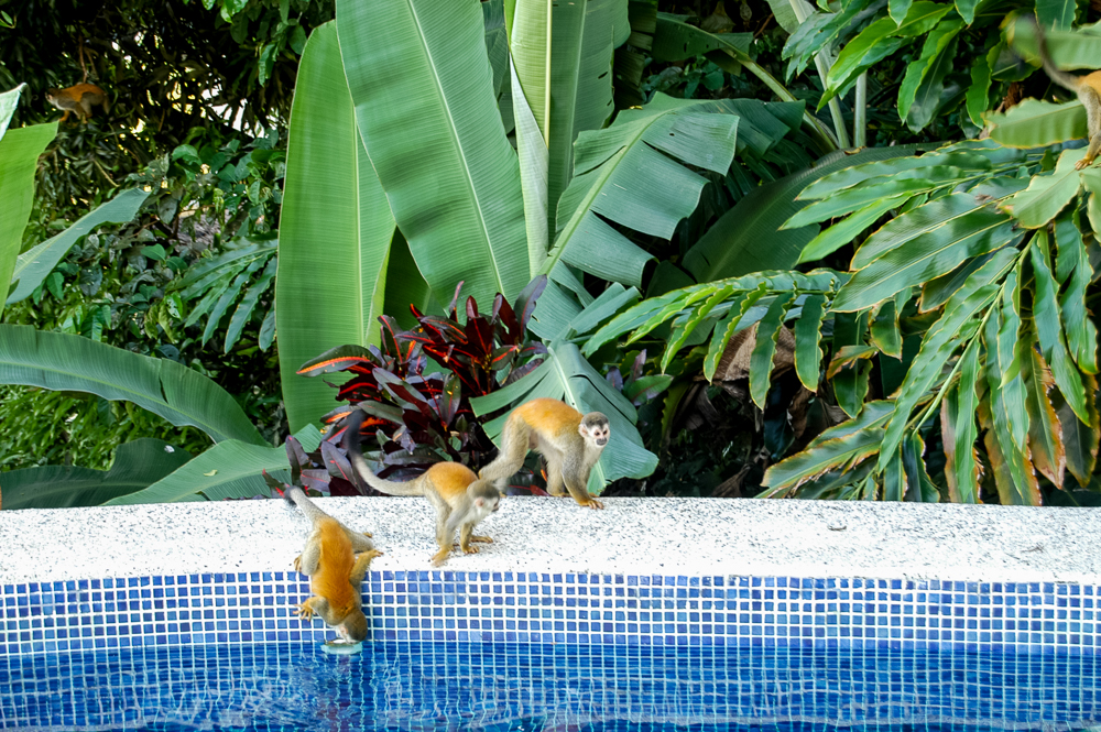 Titi Monkeys Taking a Dip