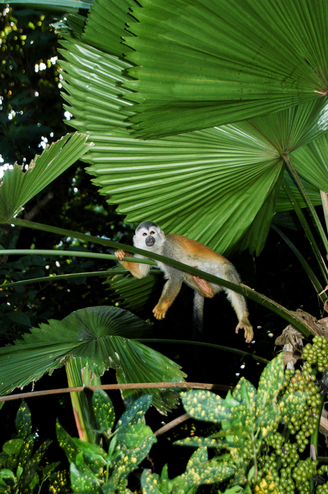 Titi Monkey Hanging Out