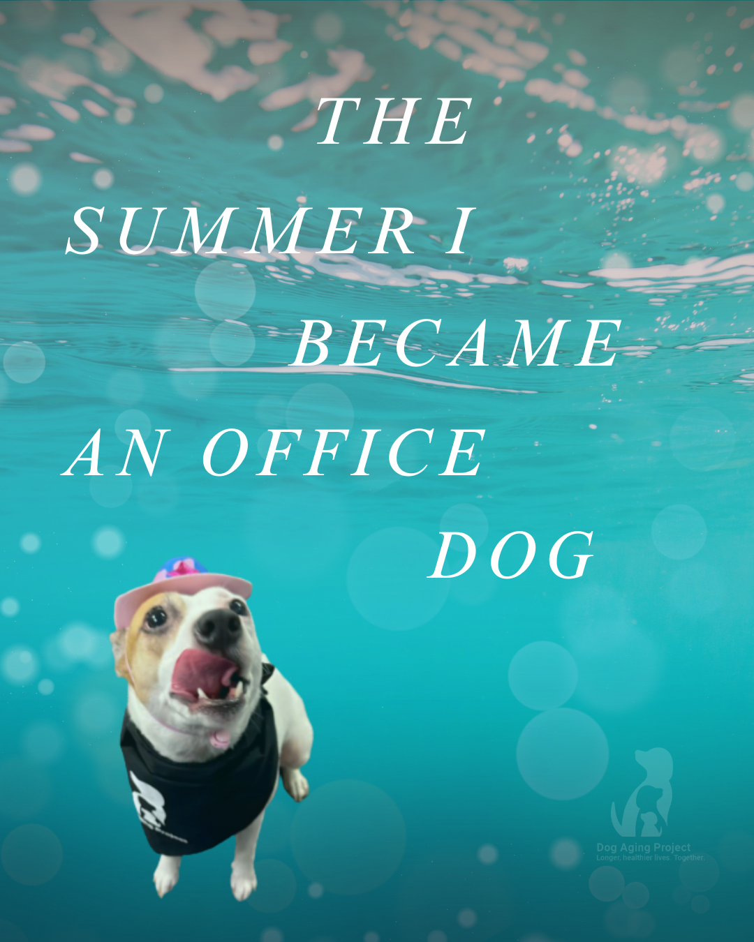 The Summer I Became an Office Dog