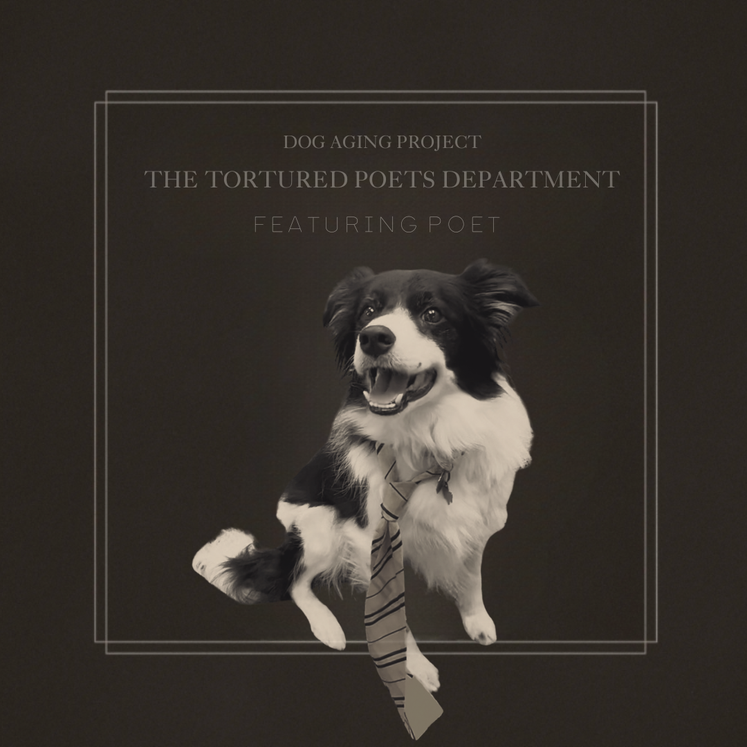 The Tortured Poets Department featuring Poet
