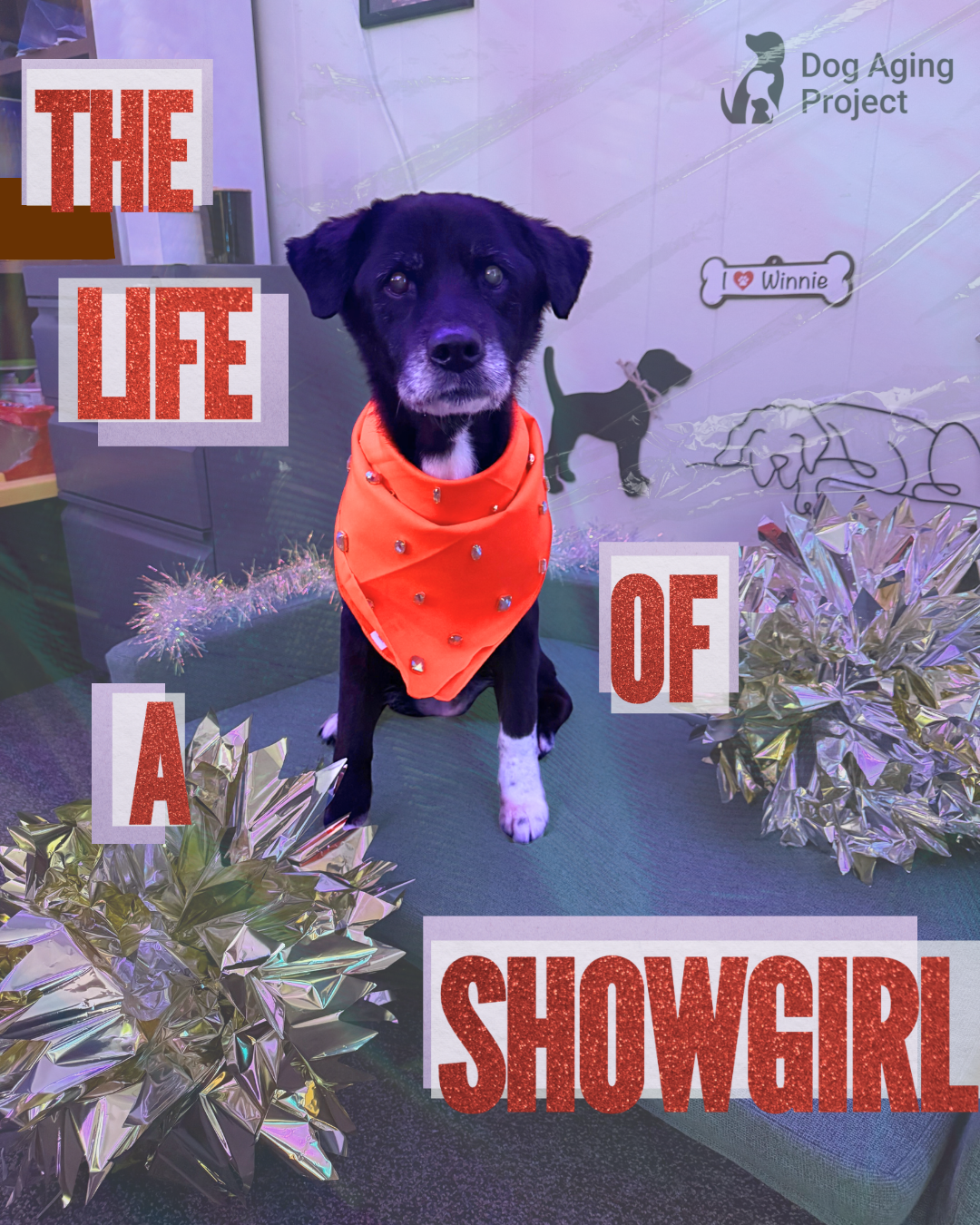 The Life of A Show Girl