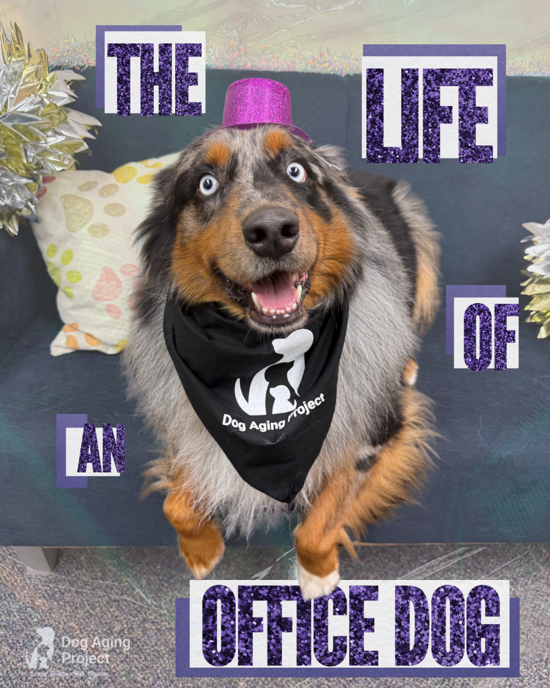 The Life of an Office Dog