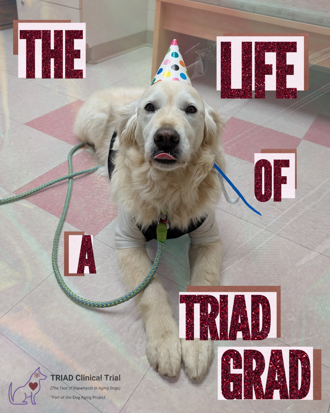 The Life of a TRIAD Grad