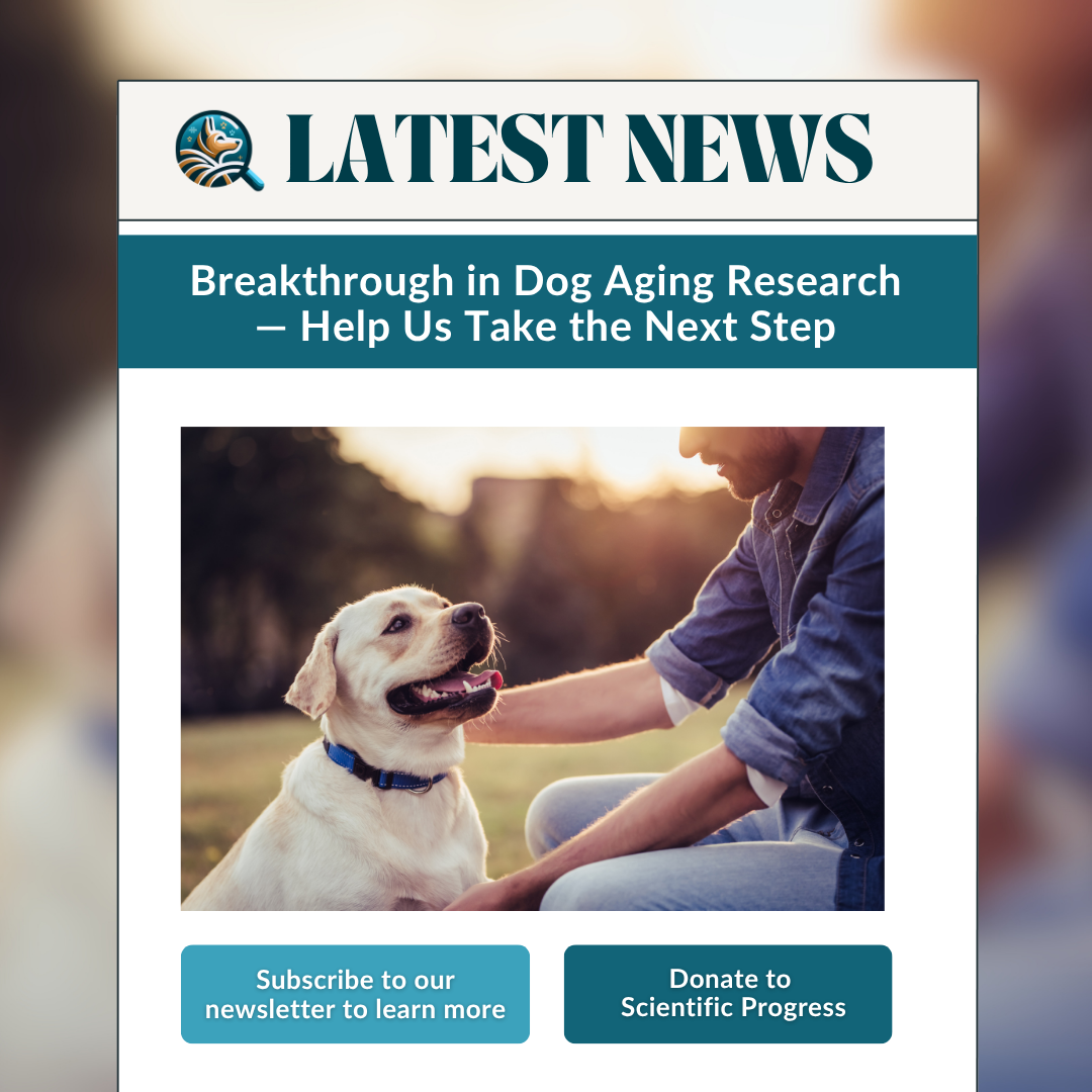DAI Newsletters &amp; Email Campaigns