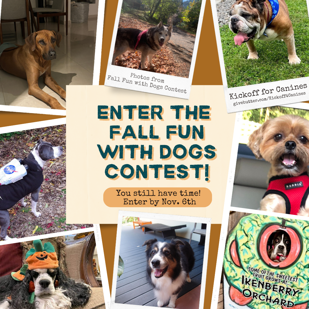 Enter the Fall Fun with Dogs Contest