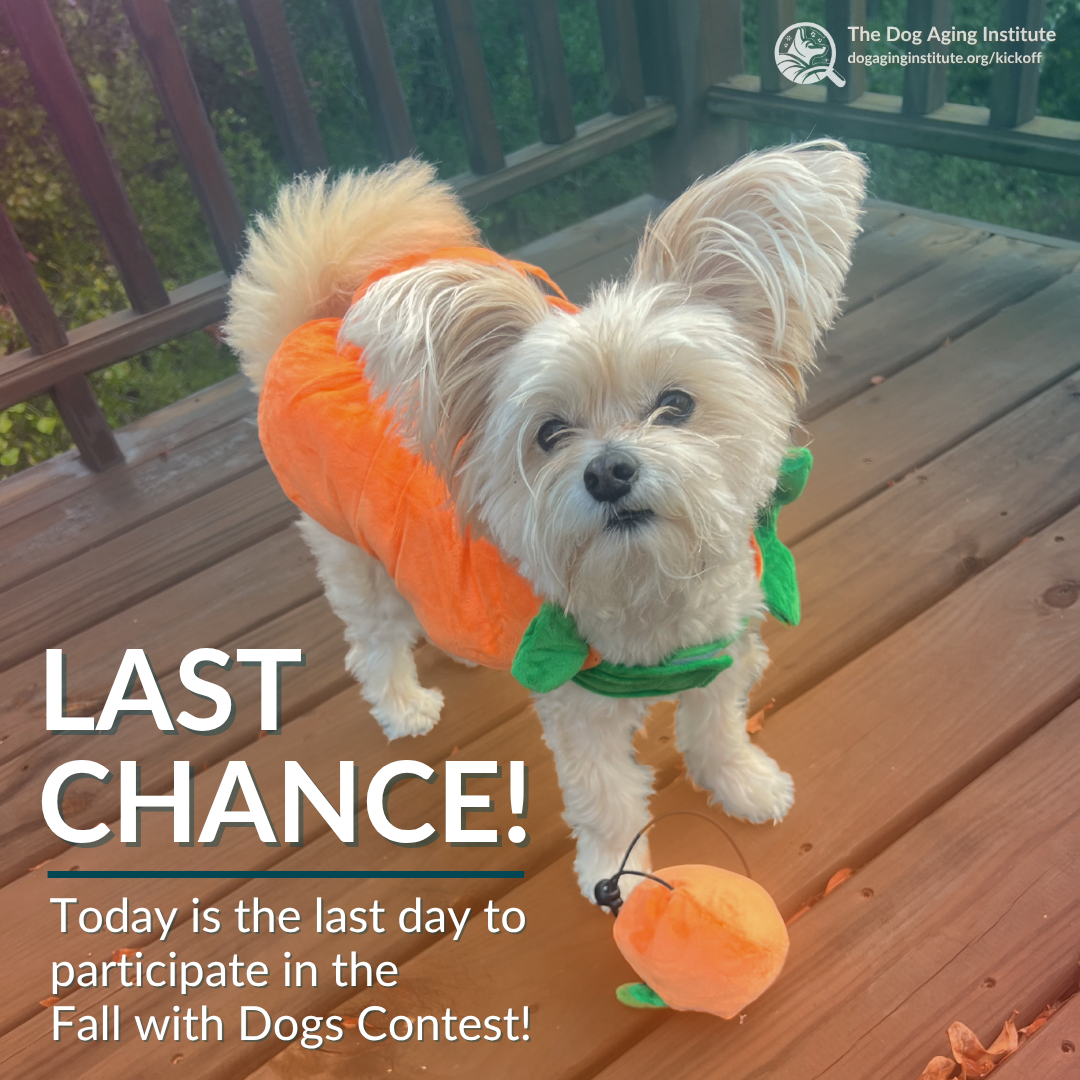 Last Chance!