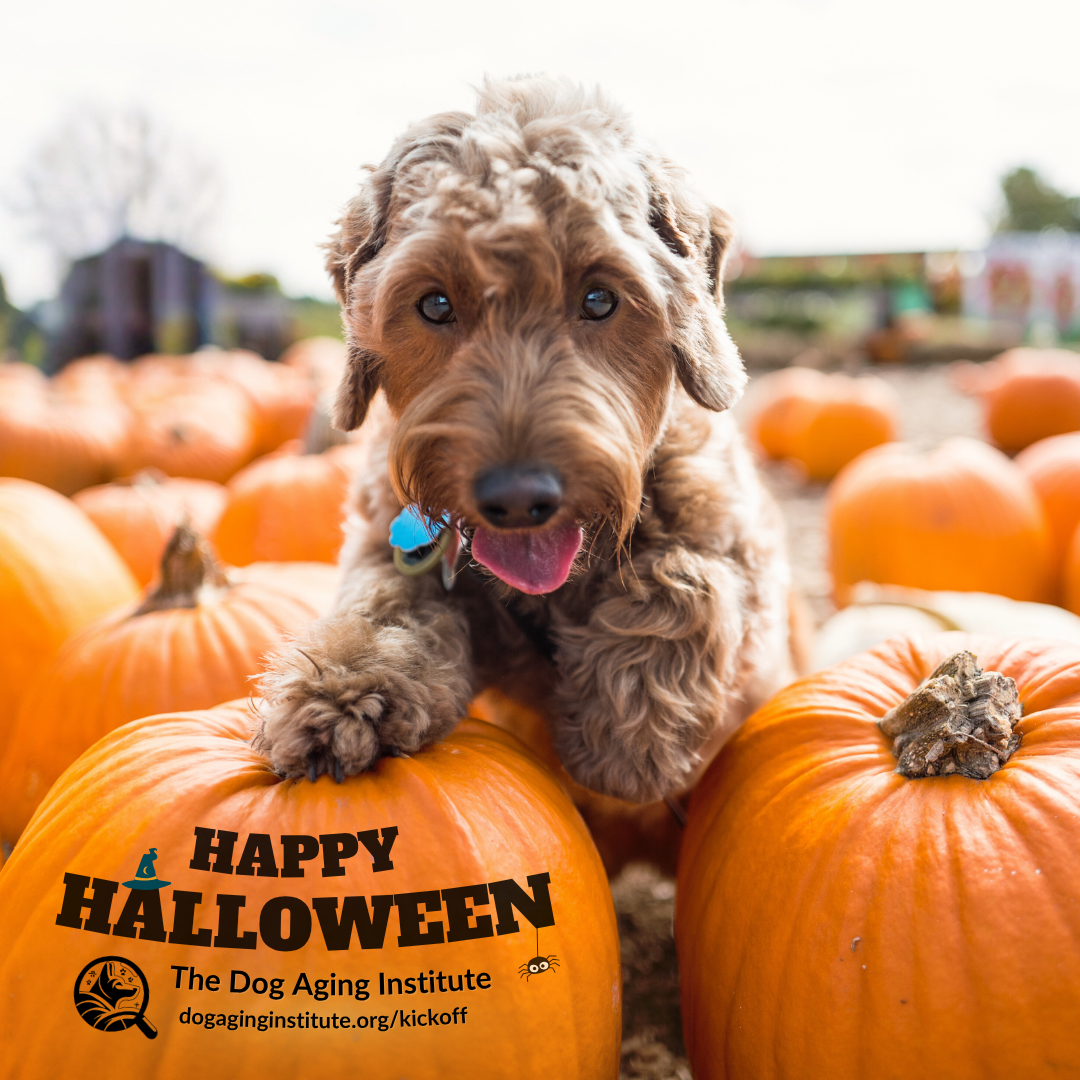 Happy Halloween - Kickoff