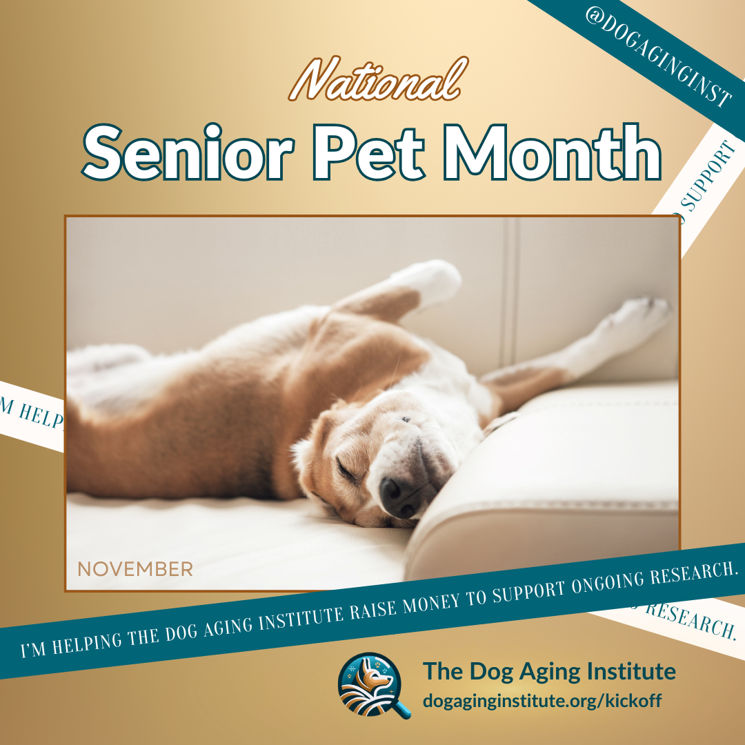 Senior Pet Month