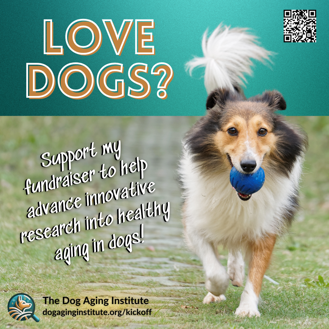 Love Dogs 
