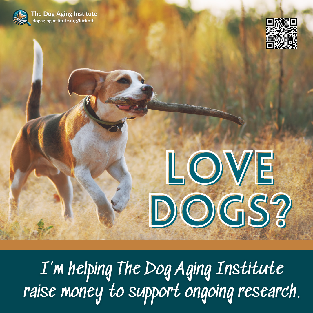 Love Dogs?