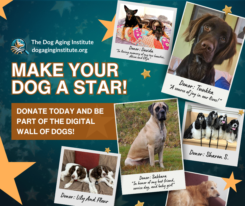 Make Your Dog A Star!