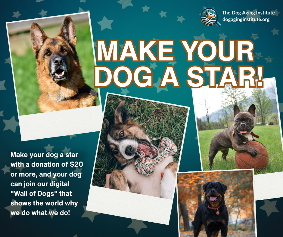 Make Your Dog a Star!