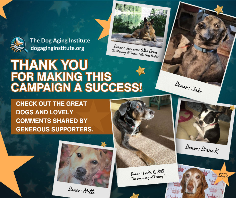 Thank You - Wall of Dogs