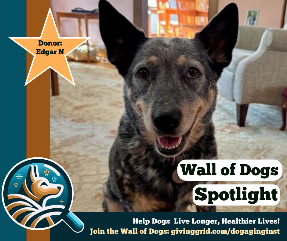 Wall of Dogs Spotlight