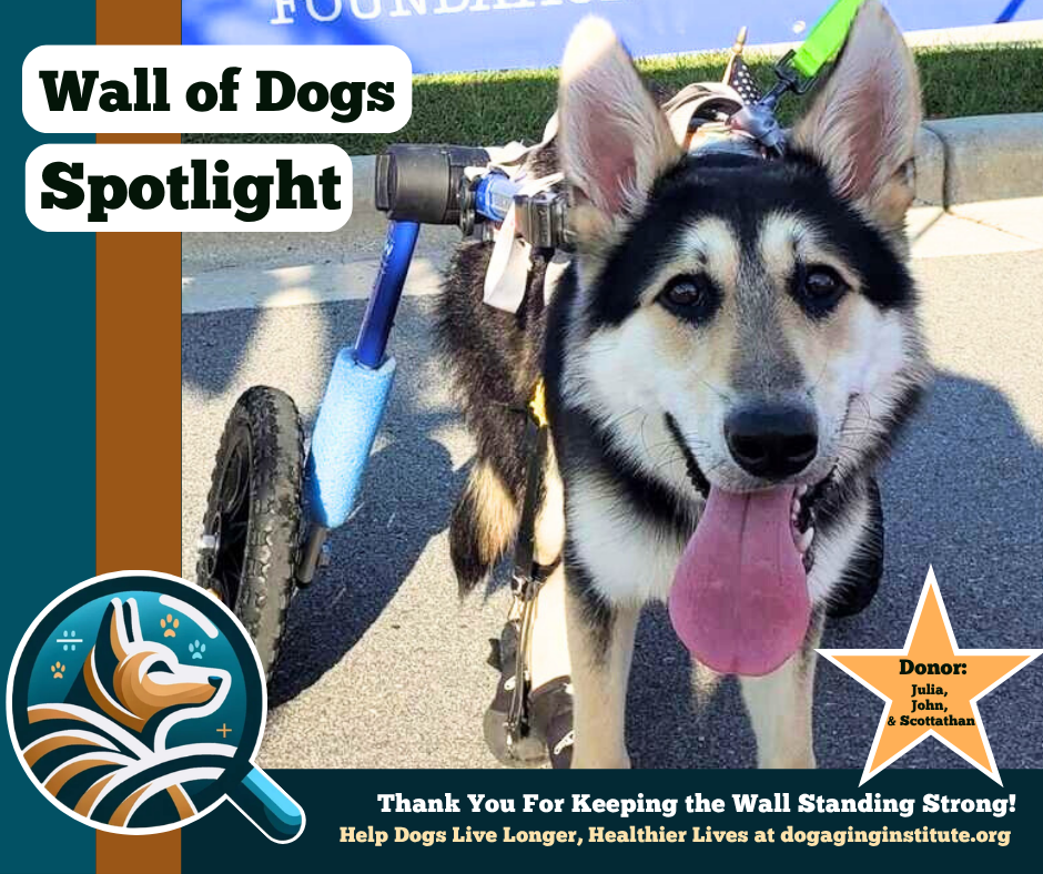 Wall of Dogs Spotlight