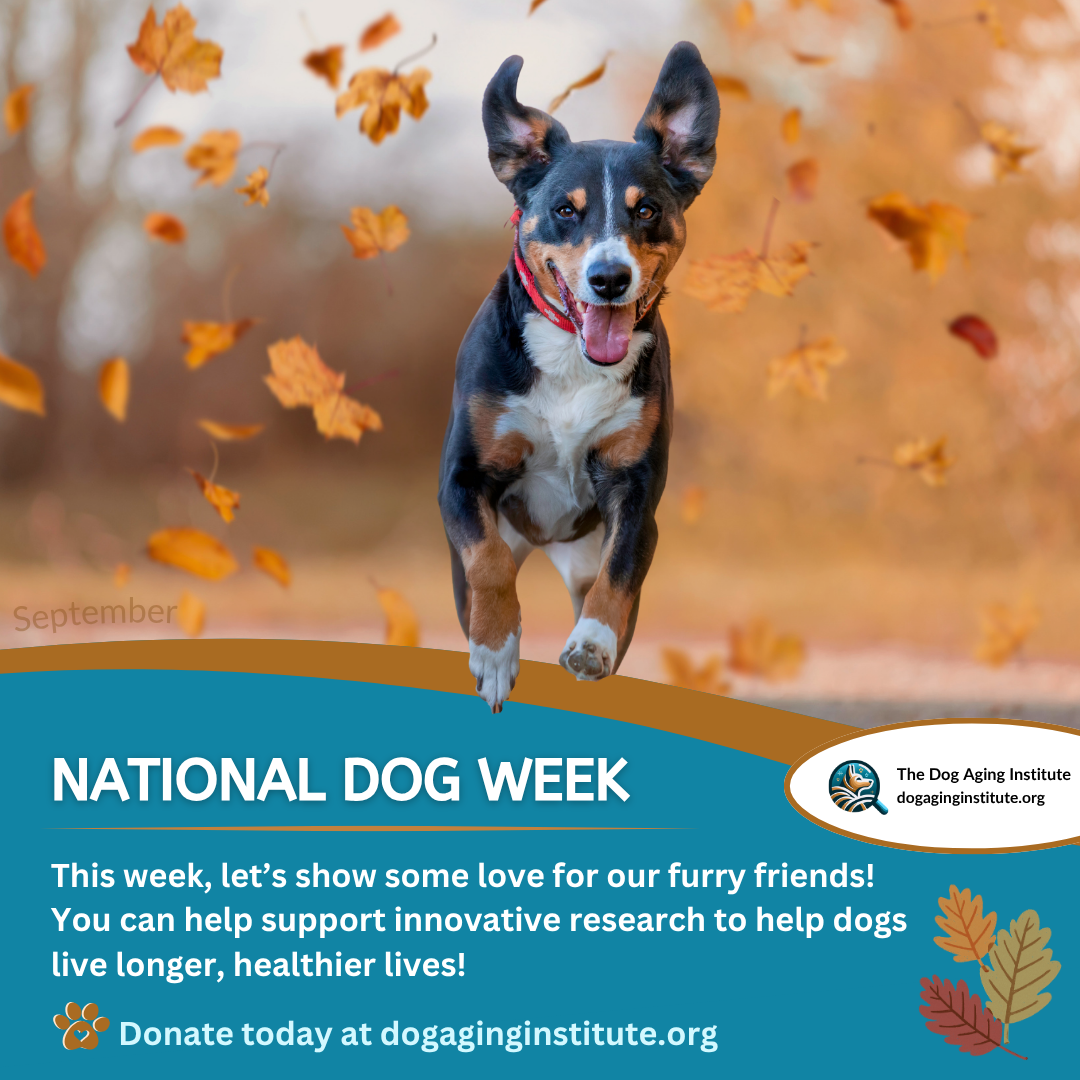 Happy National Dog Week