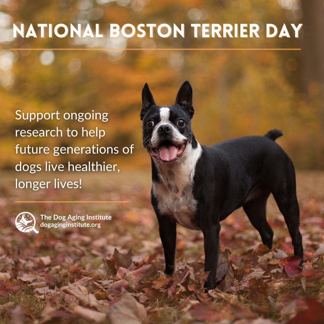 National Boston Terrier Day