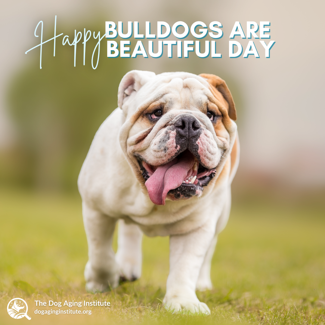 Bulldogs Are Beautiful Day