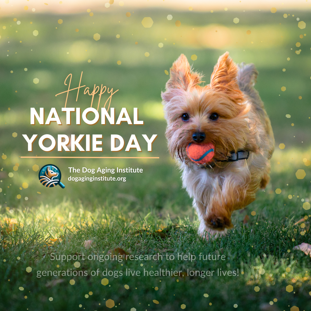 National Yorkie Day