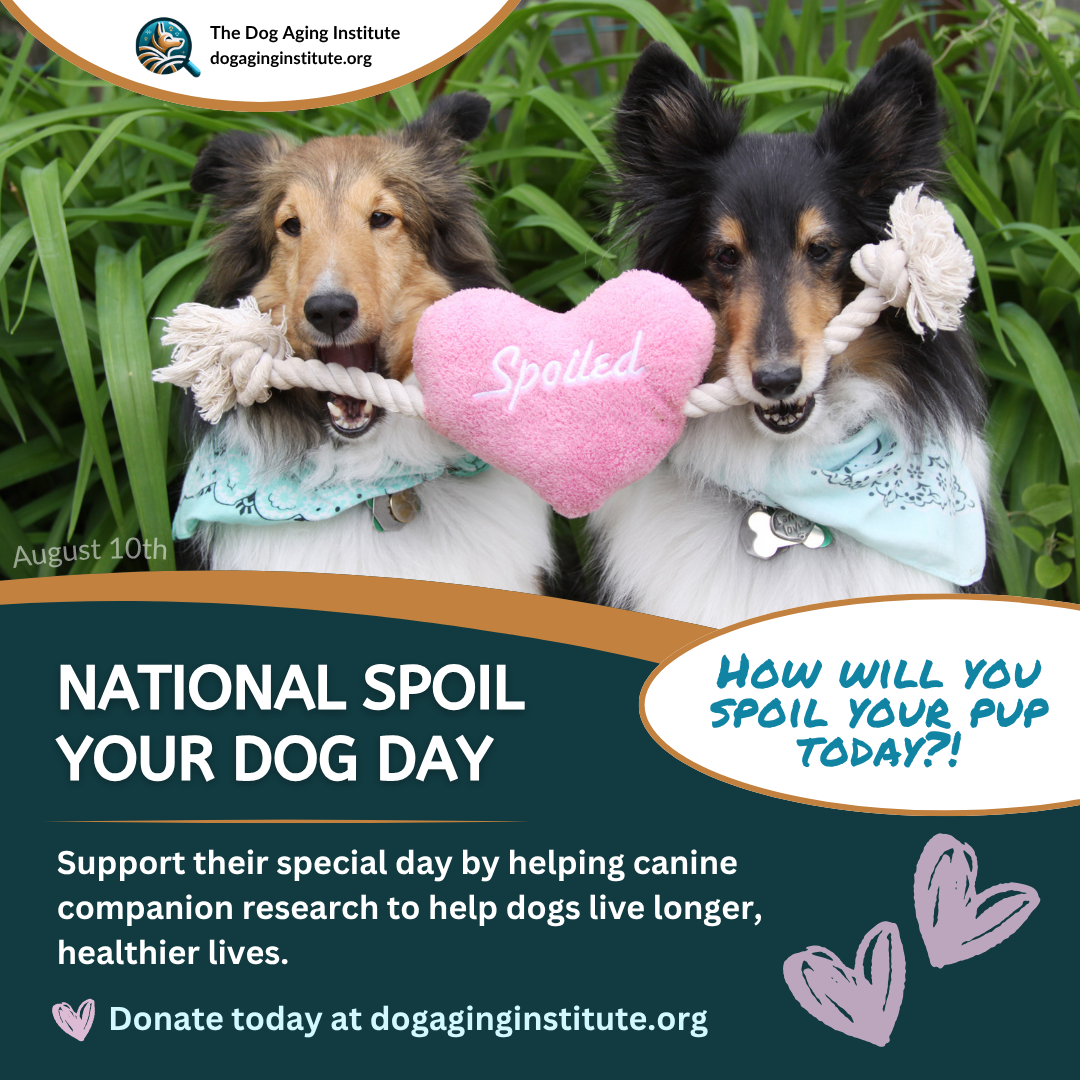 National Spoil Your Dog Day