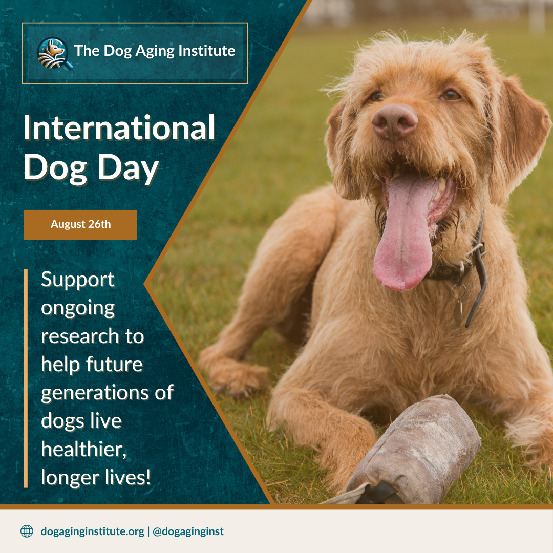 International Dog Day
