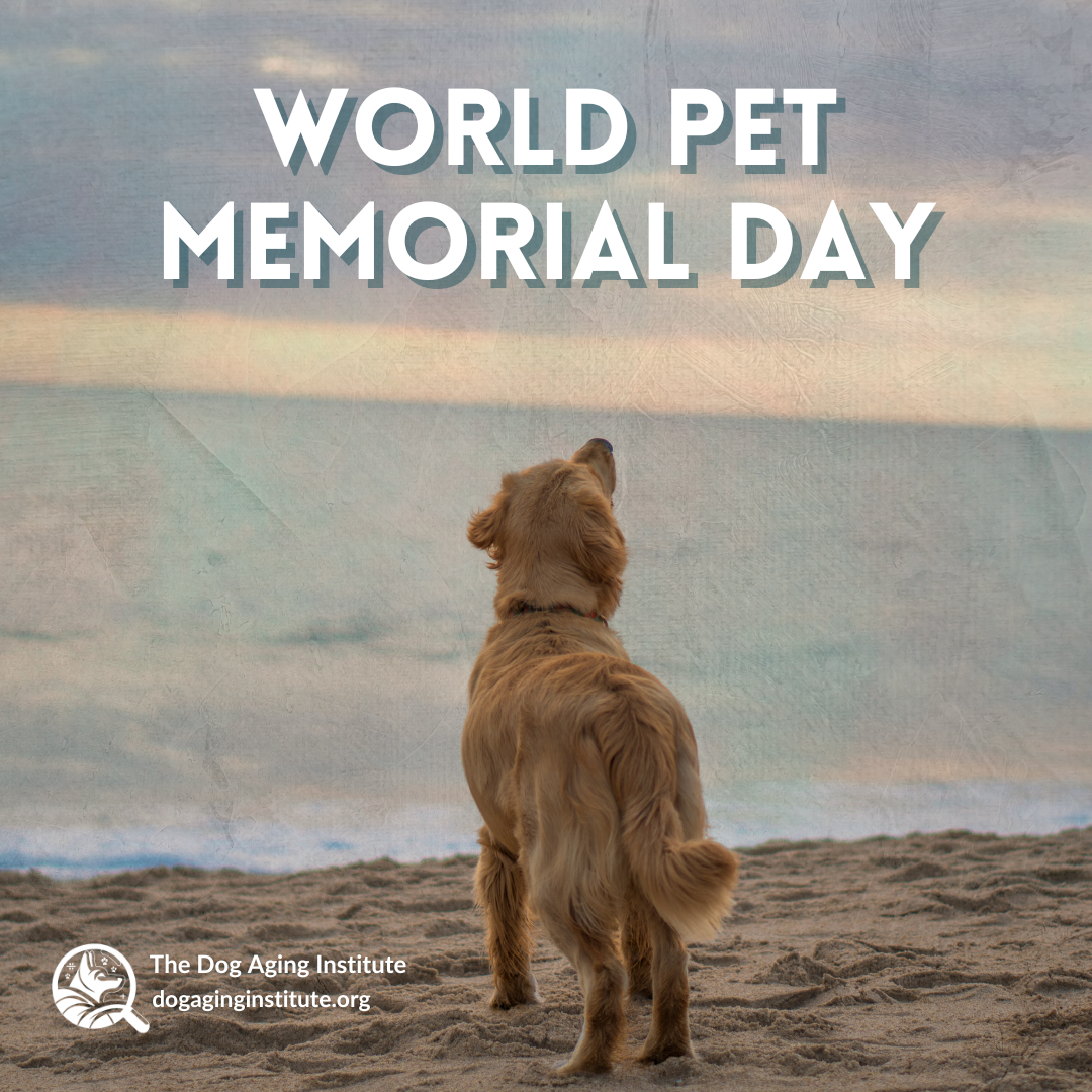 World Pet Memorial Day