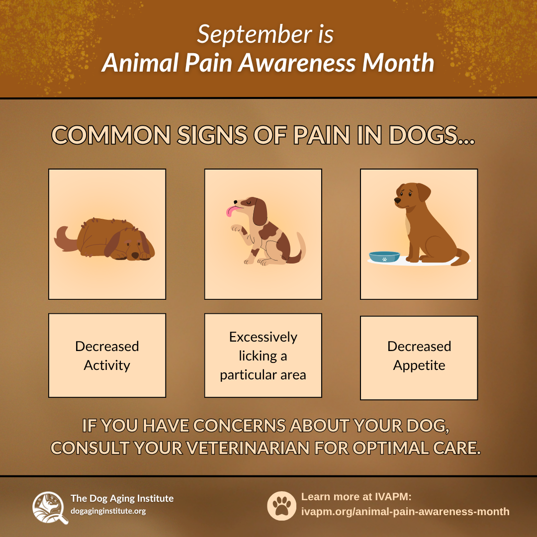 September is Animal Pain Awareness Month