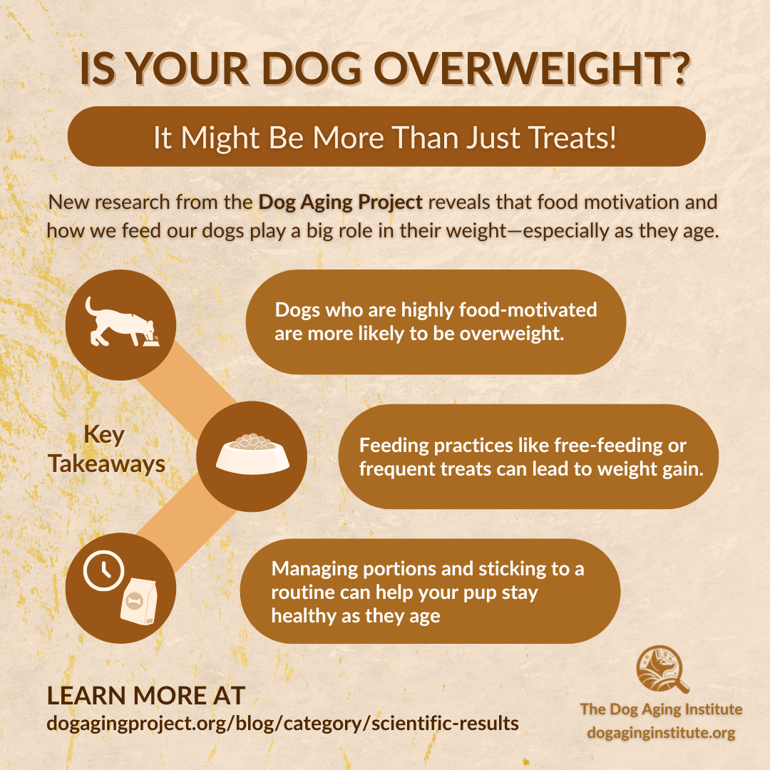 Is Your Dog Overweight?