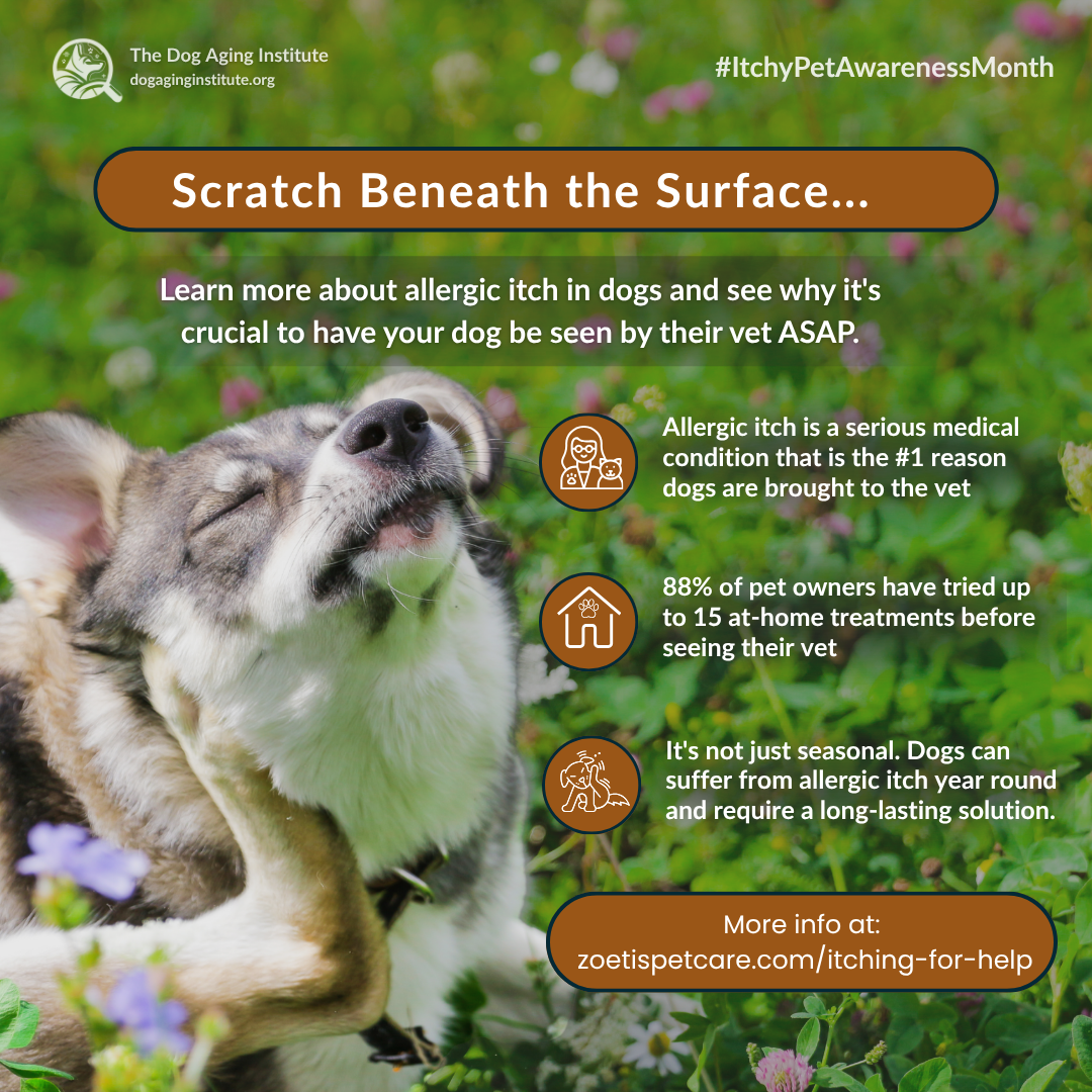 Itchy Pet Awareness Month
