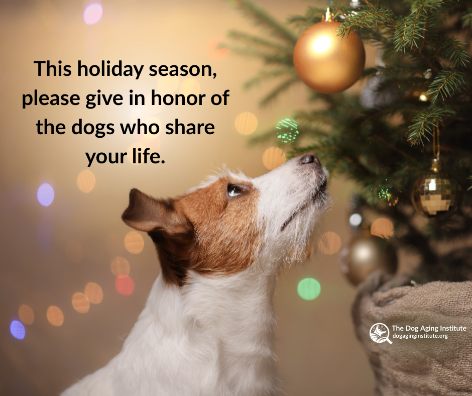 This holiday season, please give in honor of the dogs who share your life