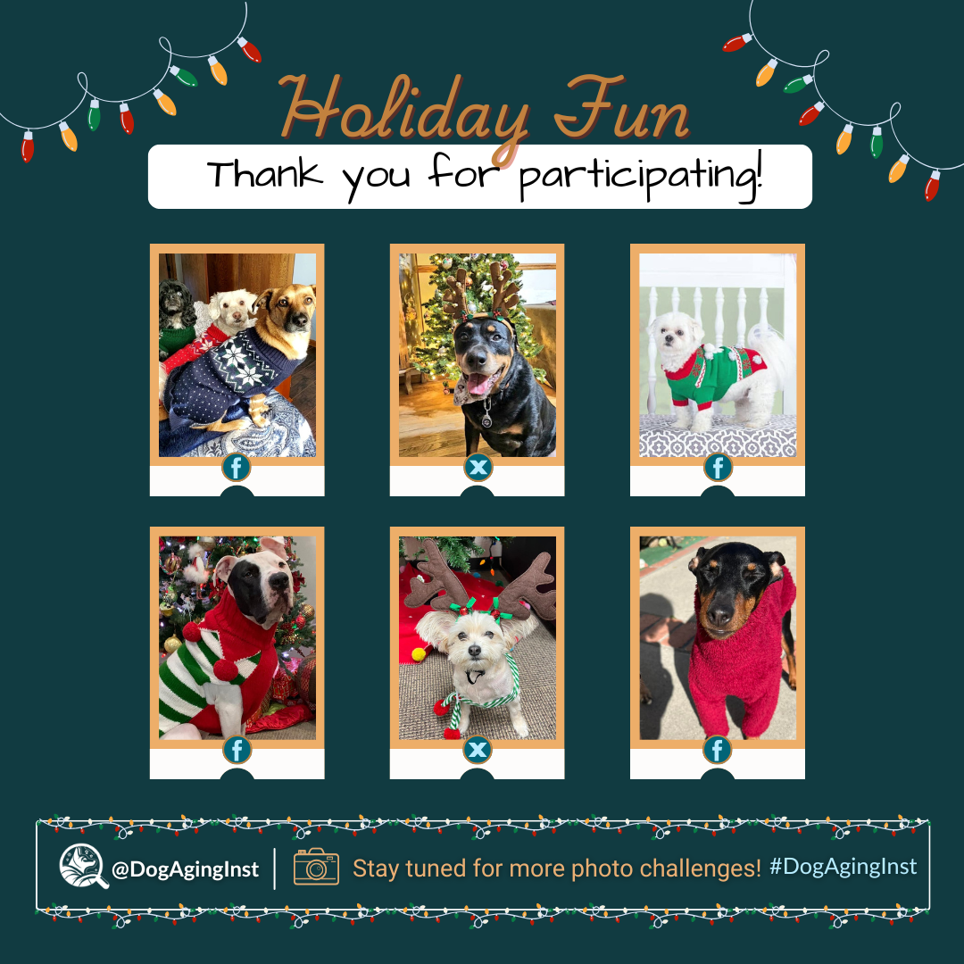 Holiday Fun - Thank You for Participating