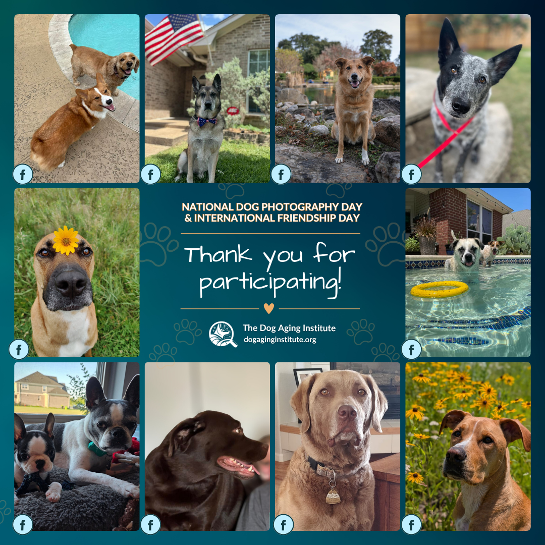 National Dog Photography Day