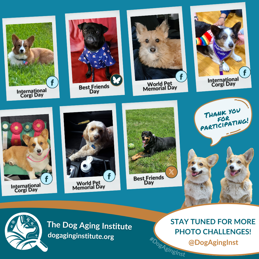 June Photo Challenges 