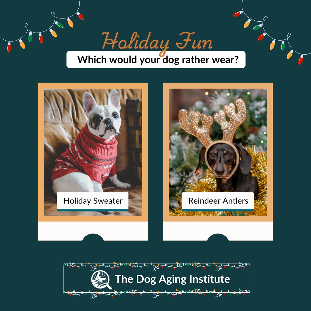 Holiday Fun