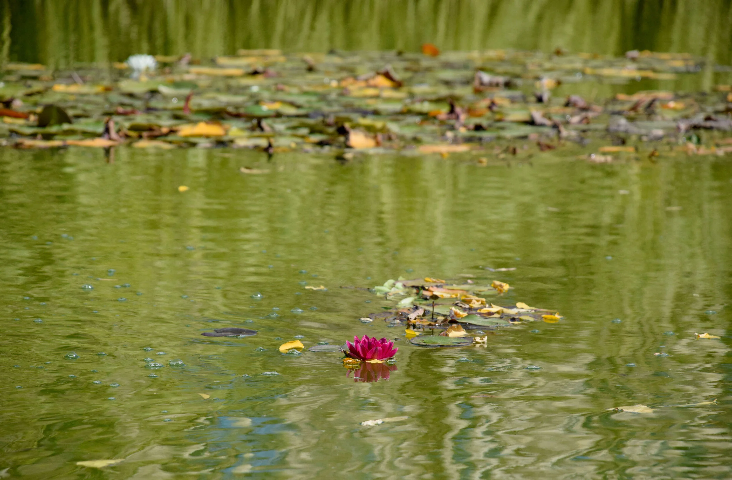 The Lonely Millennial Moderate