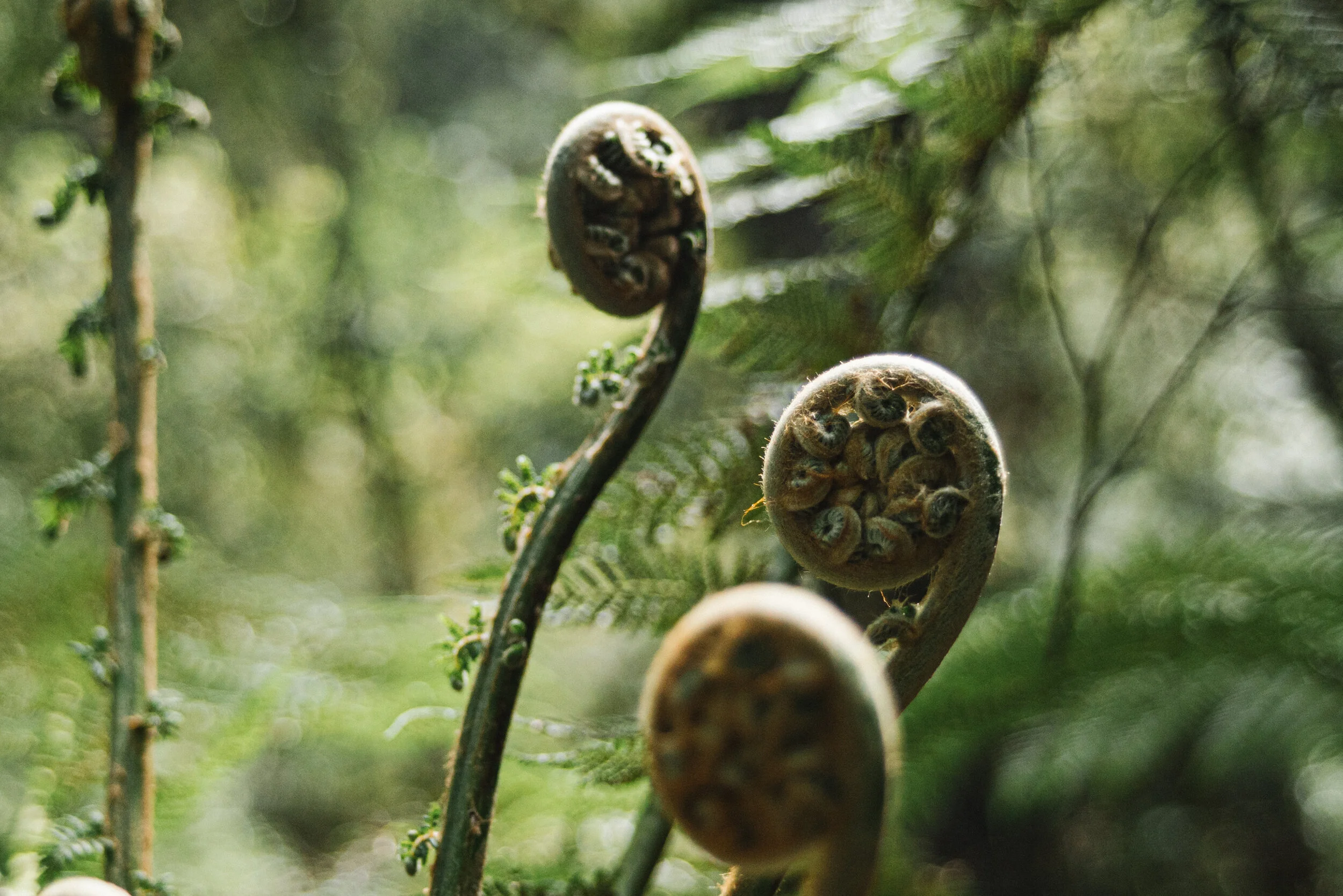 WestCoast_Nov2020_EliyaCohen-02.jpg