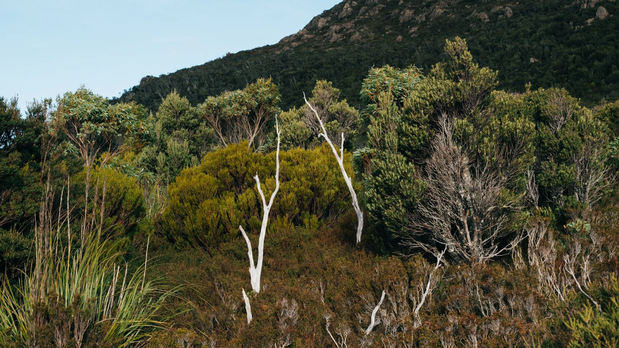 Hartz Mountain, Tasmania 