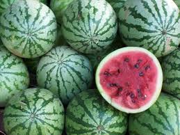 organicwatermelonpitchforkfarmcsaburlingtonvermont.jpg