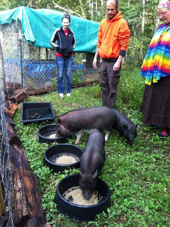 Wild-Earth-Farm-and-Sanctuary-pigs-5.jpg