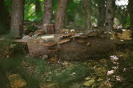 Copy of 09192015-FungiAlly-JuliaLuckettPhotography-224.jpg