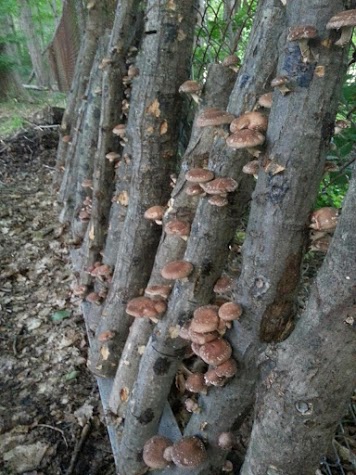 Copy of abundant shiitake logs.jpg