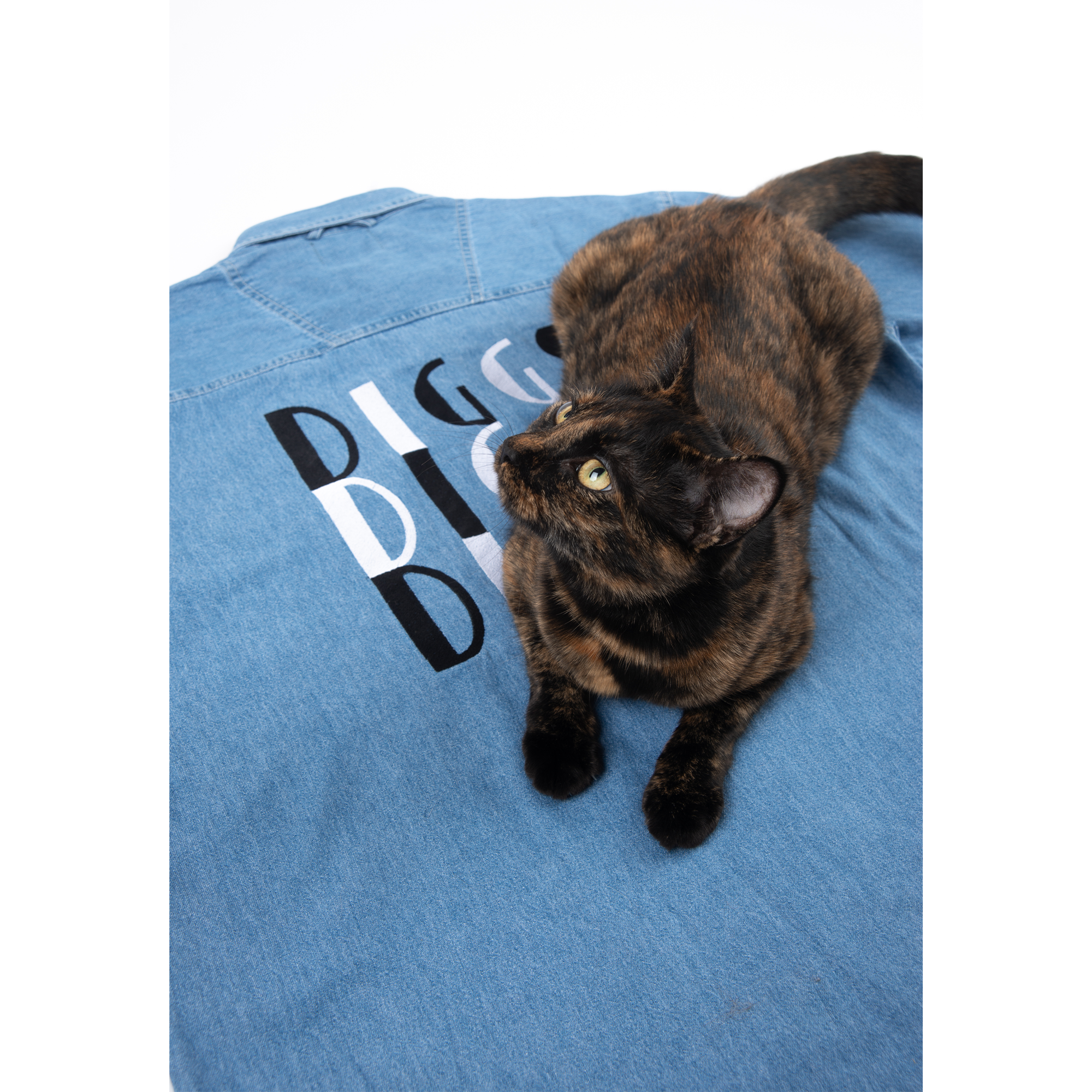 DIGGS-DENIM-CAT.png