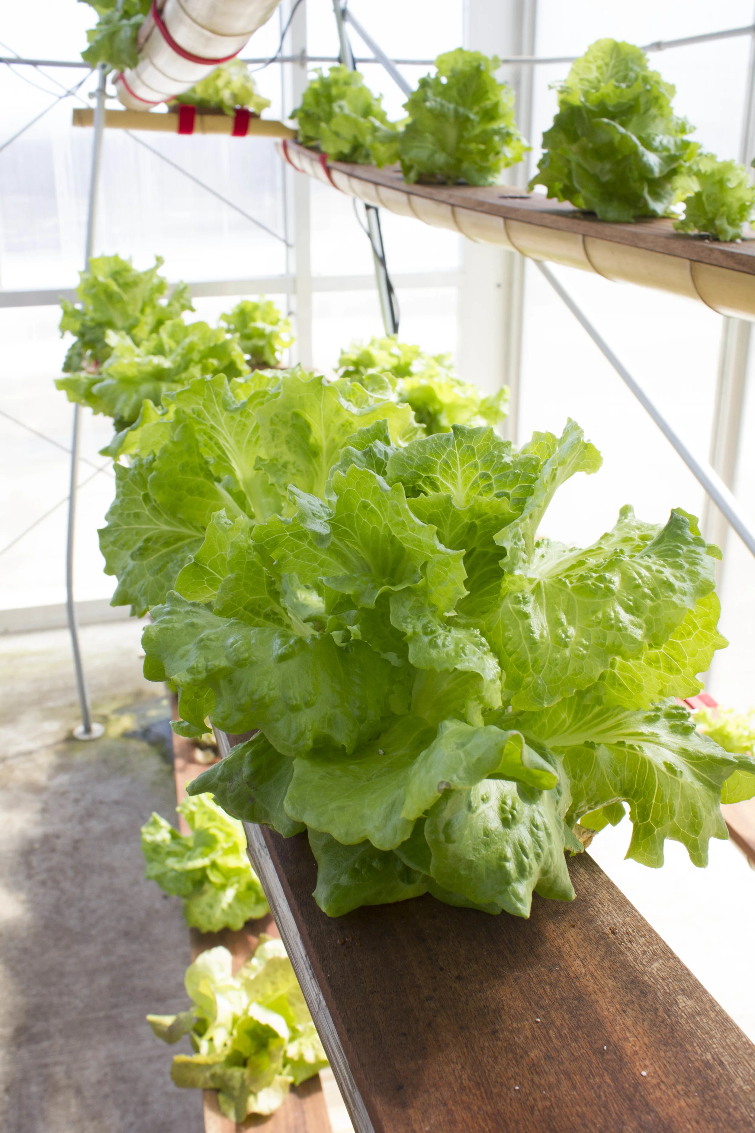 grow up_lettuce2.jpg