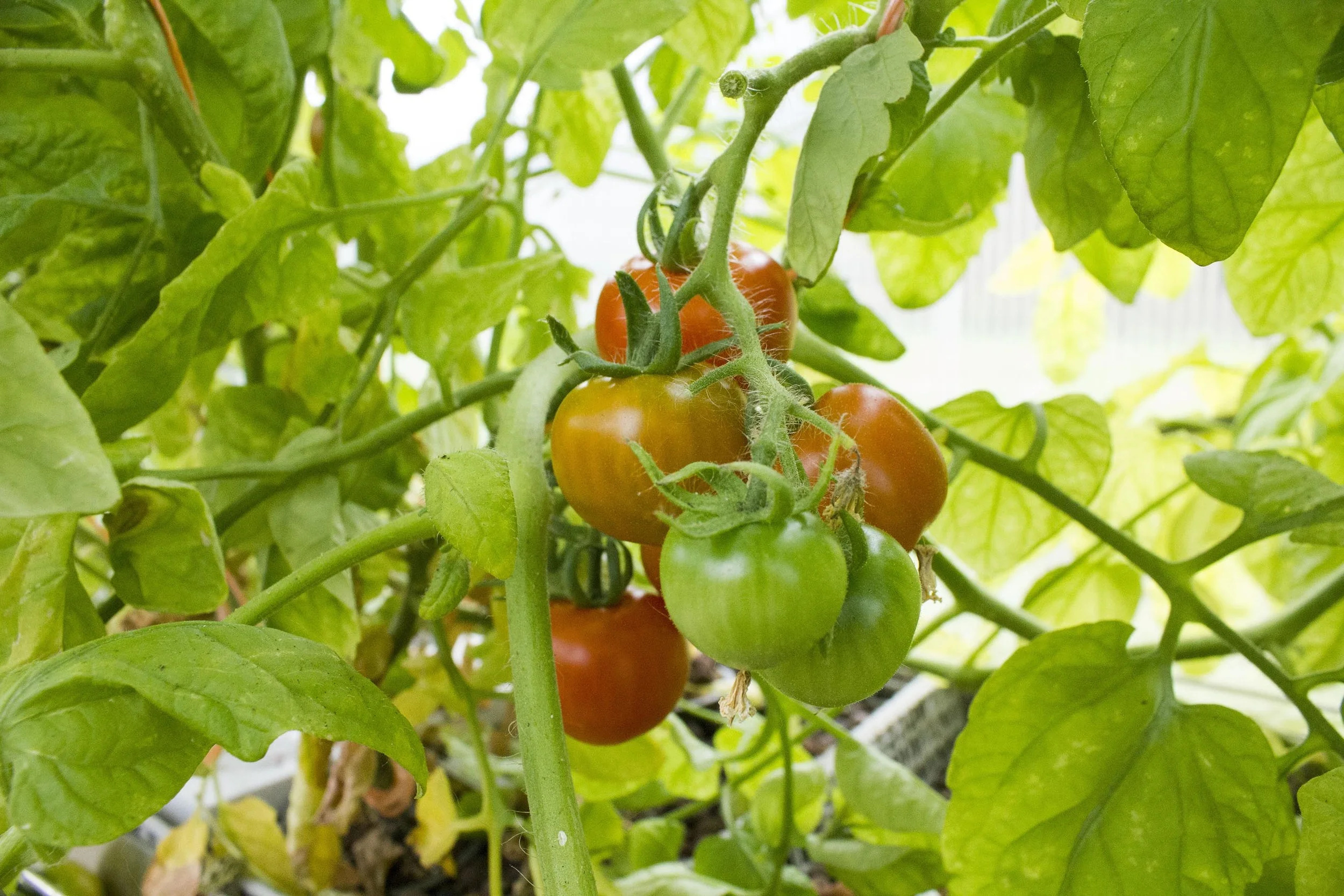 tomato system_6_small.jpg