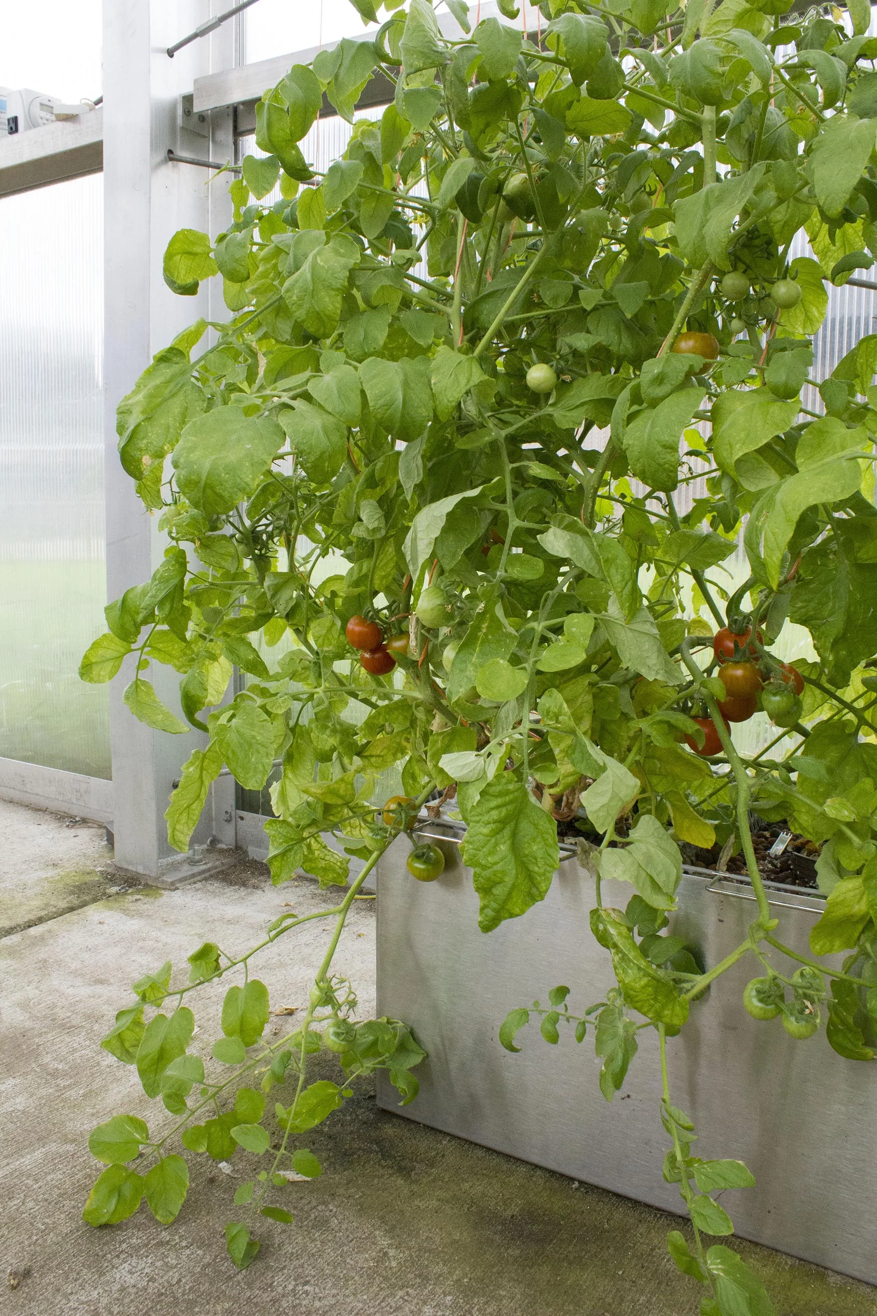 tomato system_4_small.jpg