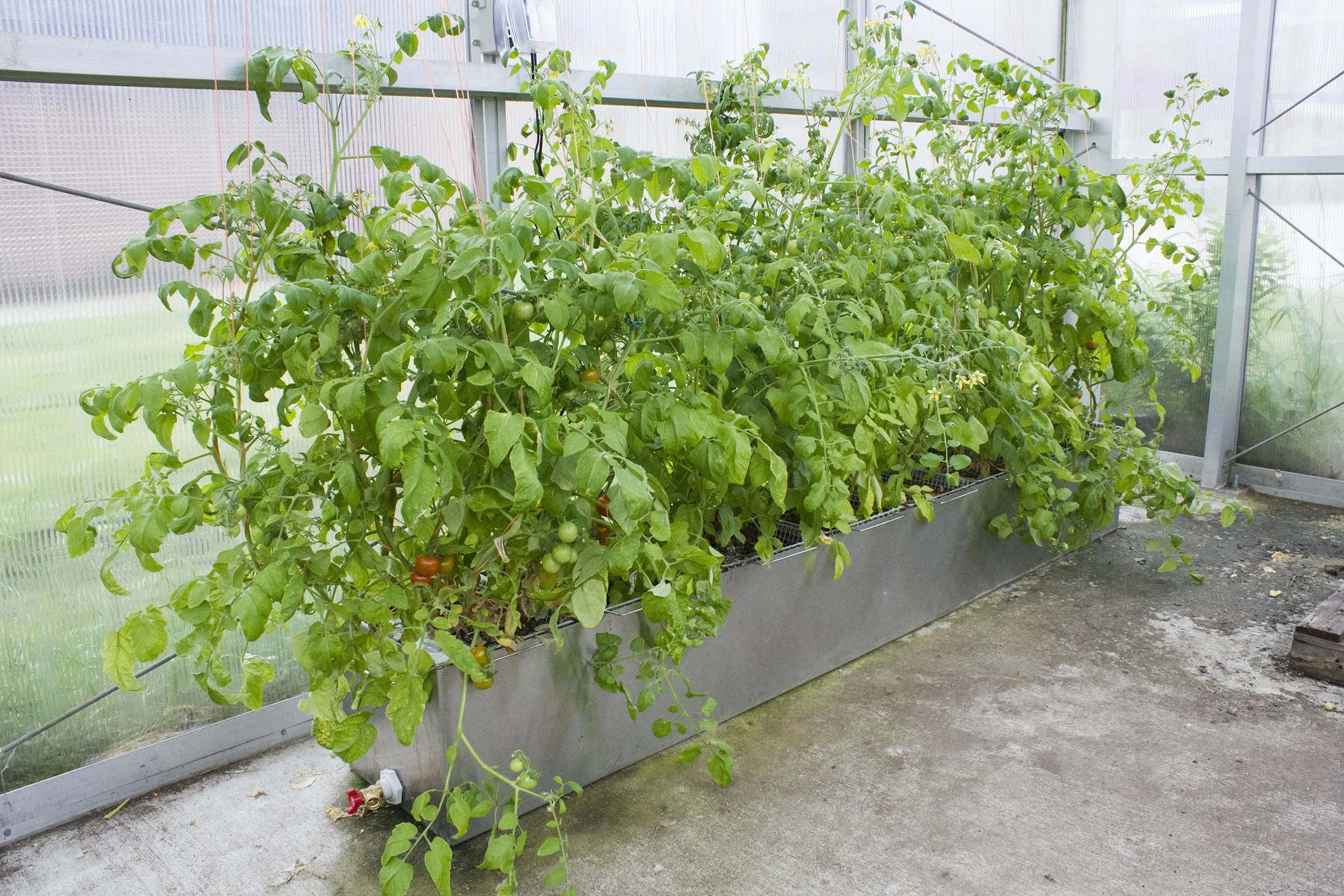 tomato system_small.jpg