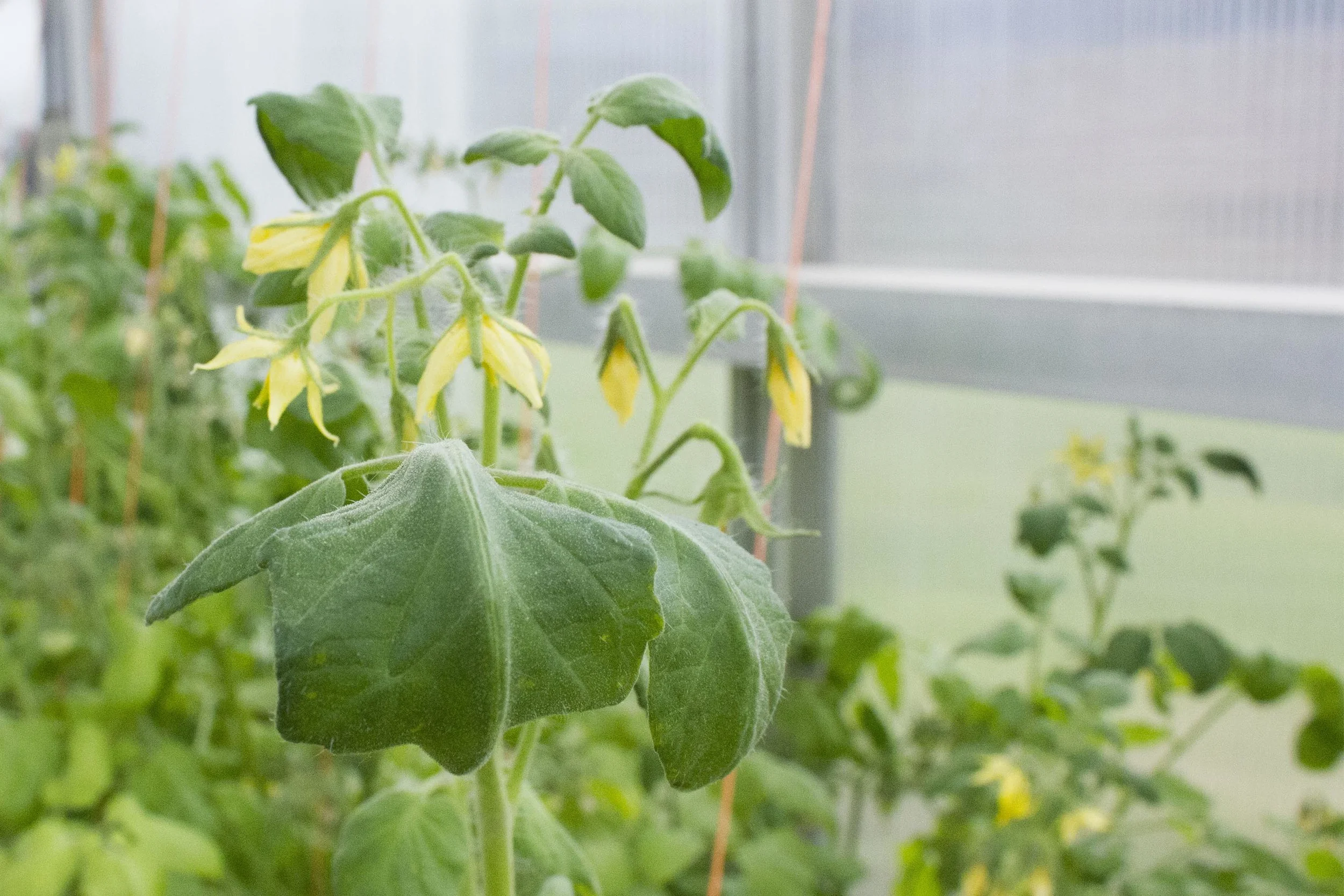 tomato system_5_small.jpg