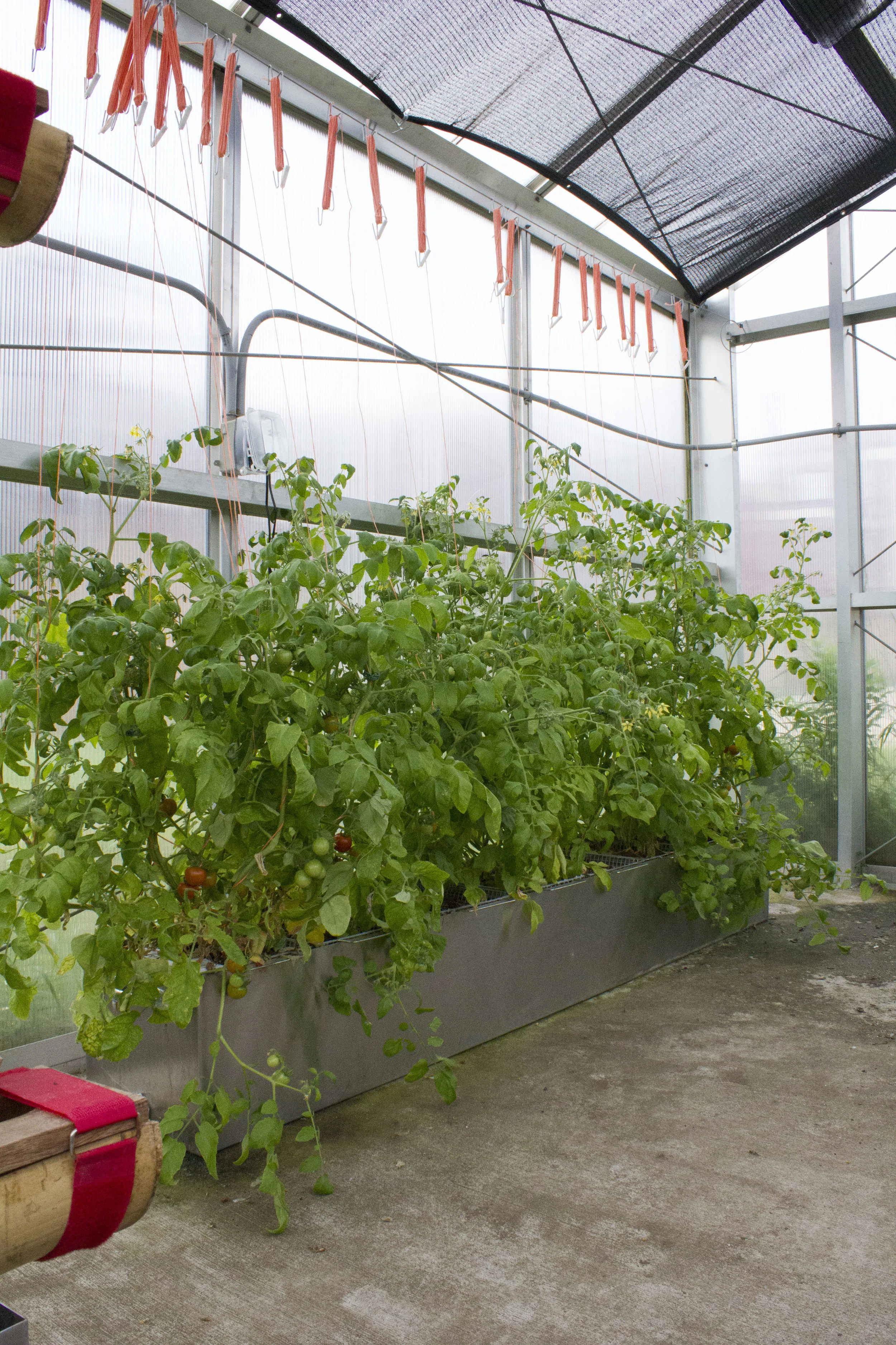 tomato system_1.jpg