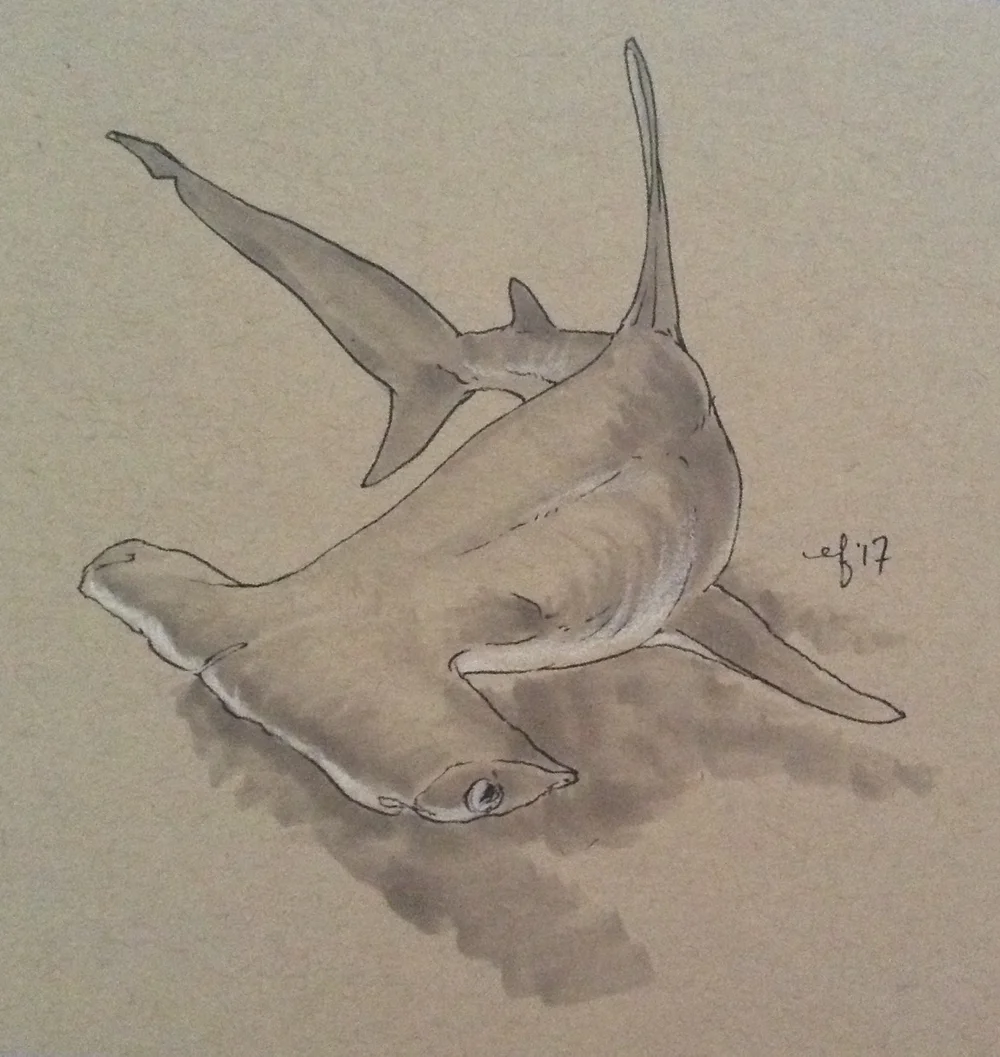 Hammerhead Shark Sketch